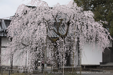 今年の桜⑨　出石家老屋敷_c0011696_62364.jpg