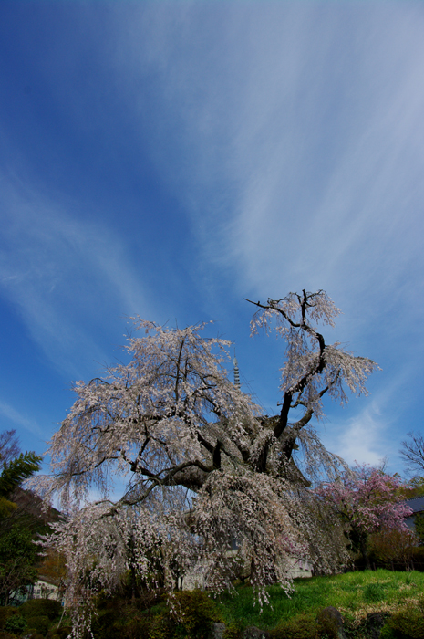 桜を求めてチョッとドライブ　その２_e0079696_23272618.jpg