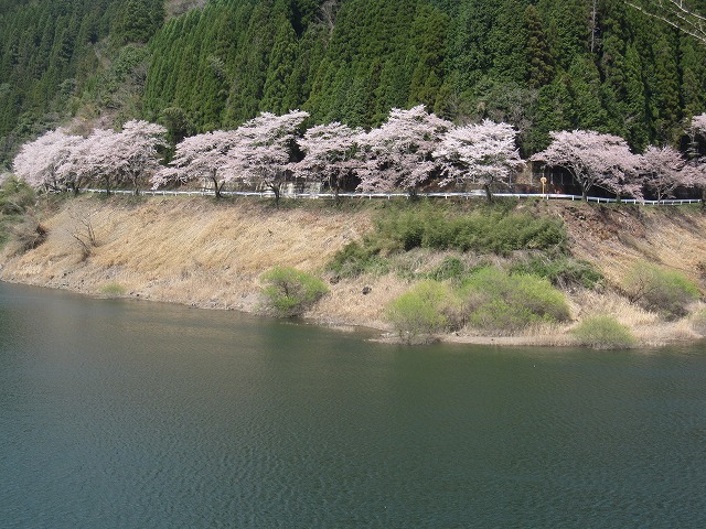 日向神ダムの千本桜 : デジタルフォトライフ