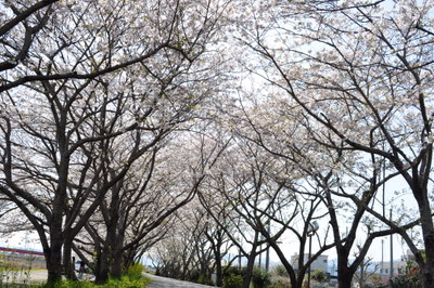 2011 桜便り2_c0126699_8212726.jpg