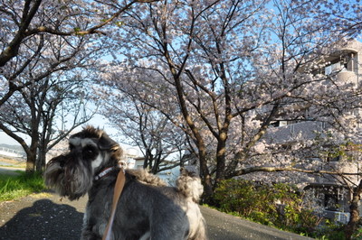 2011 桜便り2_c0126699_823167.jpg