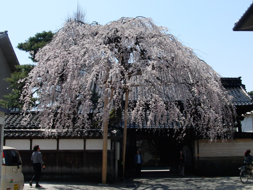 兼六園周辺でお花見！_e0131399_23415722.jpg