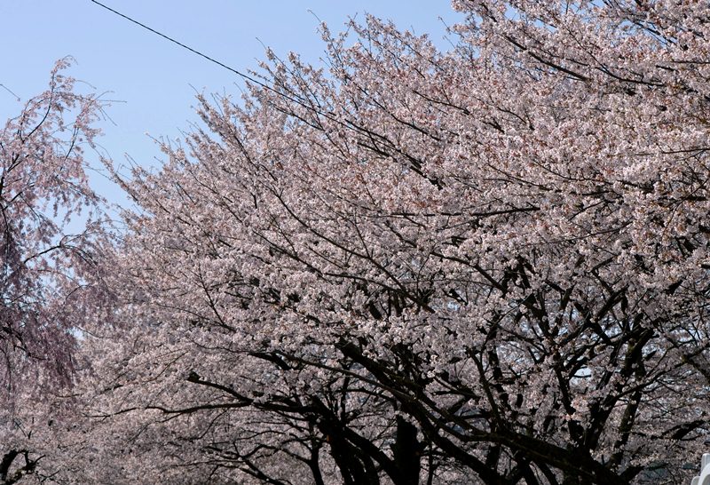 最後の桜撮影_f0074601_23414849.jpg