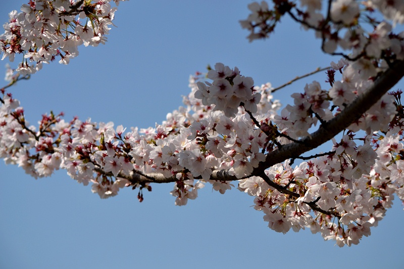 最後の桜撮影_f0074601_23423359.jpg