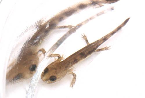 c0165803_1756194.jpg