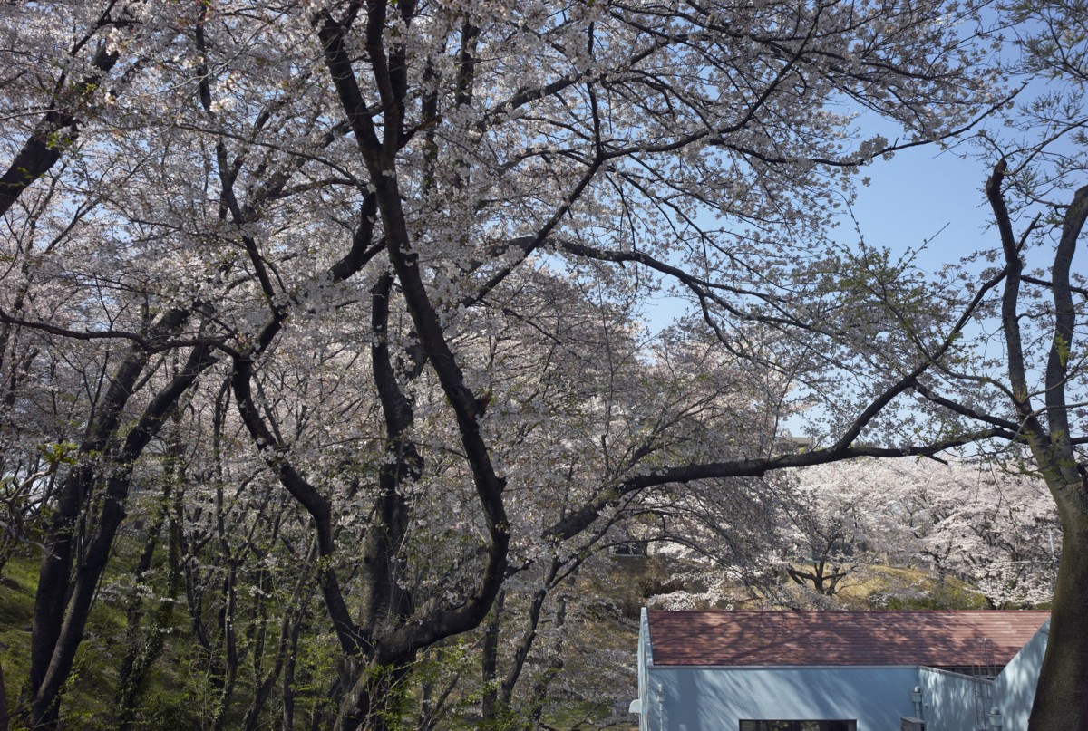 丘の街　－　桜景_c0156404_8444357.jpg