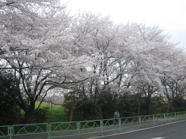 放射能桜が咲いています_d0093506_15112340.jpg