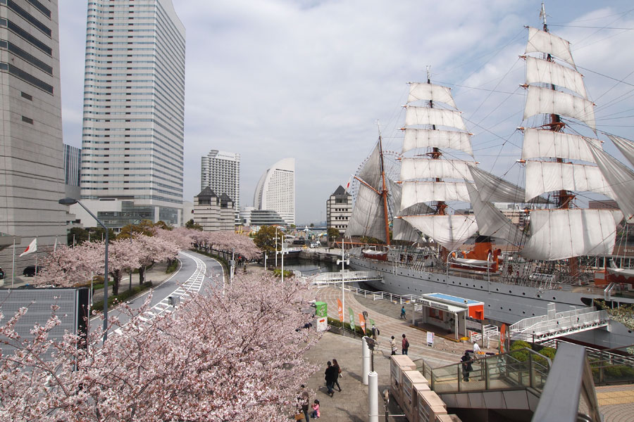 2011年　横浜の桜（３） みなとみらい・さくら通り_c0228207_02843.jpg