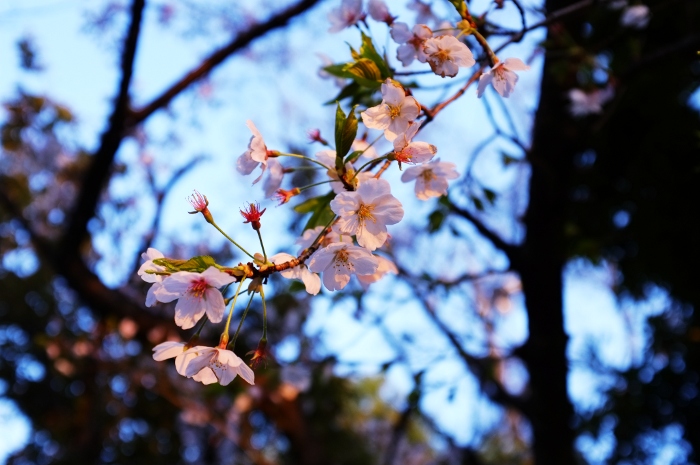 sakura_f0089207_1834949.jpg