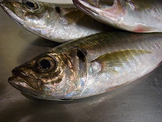 華アジが美味い!_f0157910_14553945.jpg