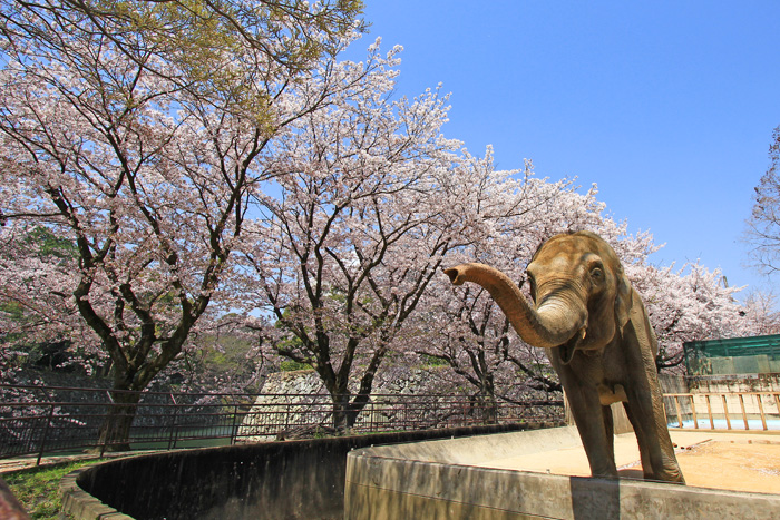 花見においでよっ！　_c0214917_7395265.jpg