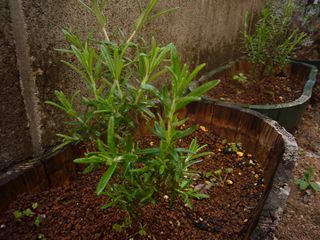 e0205917_8225417.jpg