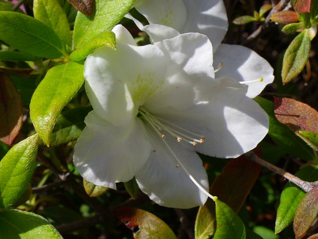 白木蓮・オキザリス･空豆･豌豆・オステオスペルマム･桜草・采振り木・草苺・クレマチス・平戸躑躅_a0037019_6245716.jpg