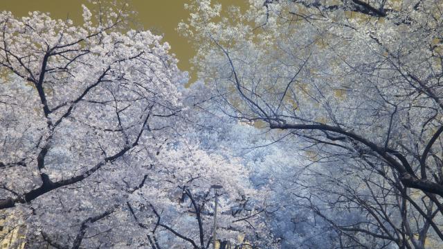 毛馬桜之宮公園_b0181620_1624455.jpg