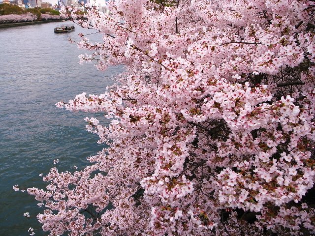 桜咲き誇る「桜ノ宮」_f0209122_16431188.jpg