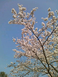 いわきの桜_d0102523_1585711.jpg