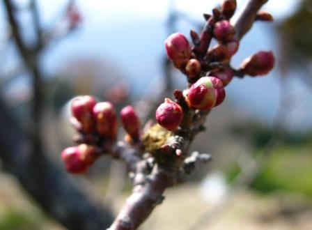 水仙・梅・桜_f0013323_21122119.jpg