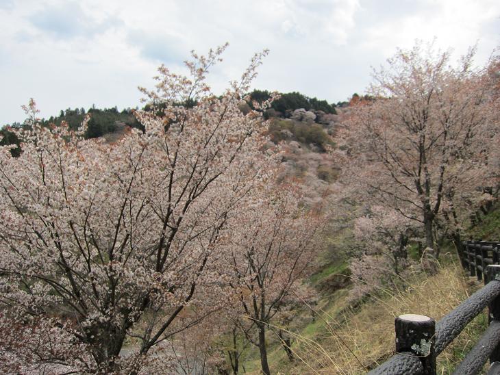 平成23年「吉野山の桜」 一挙に公開_e0154524_19141632.jpg