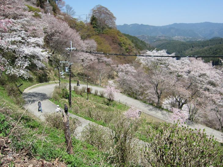 平成23年「吉野山の桜」 一挙に公開_e0154524_193519.jpg