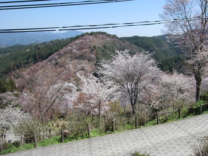 平成23年「吉野山の桜」 一挙に公開_e0154524_197438.jpg
