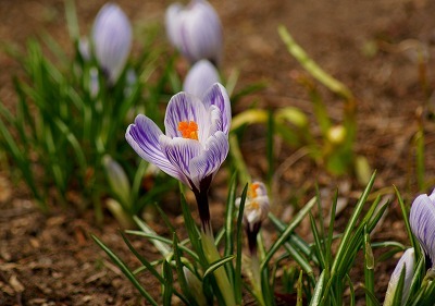 f0170524_1285786.jpg