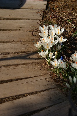f0170524_138763.jpg