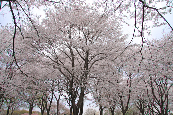 e0071225_16324289.jpg