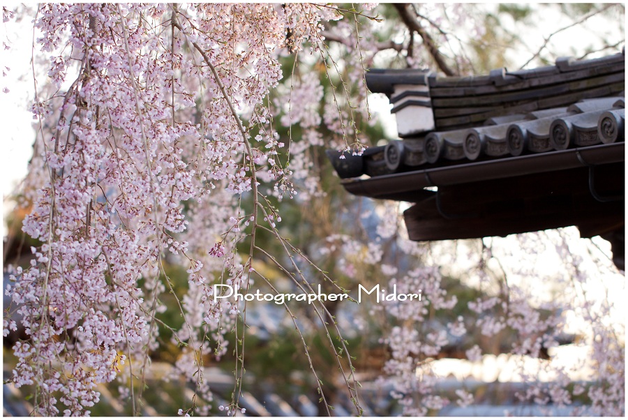 京都　高台寺_c0212626_9573345.jpg