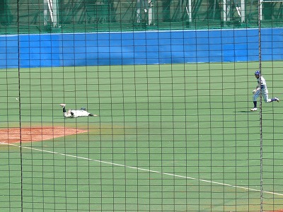 4月13日 東都大学野球2部 立正大対専修大_b0166128_15393285.jpg