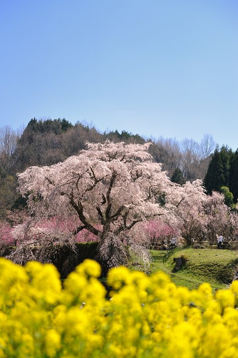 又兵衛桜　その2_f0205834_228478.jpg