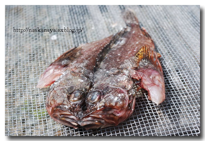 カサゴ の 干物 気ままな親父が 干しといて と宣う 魚屋三代目日記