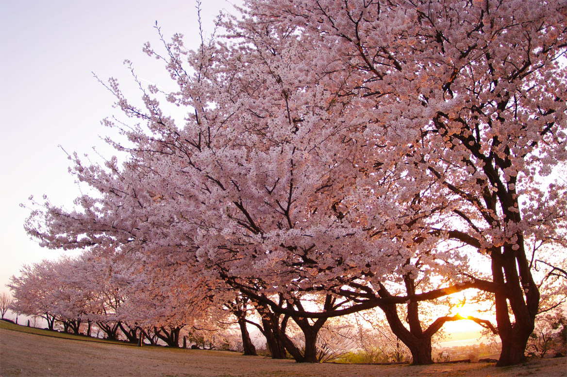 松江市／大塚山の眺め_f0227938_1884042.jpg