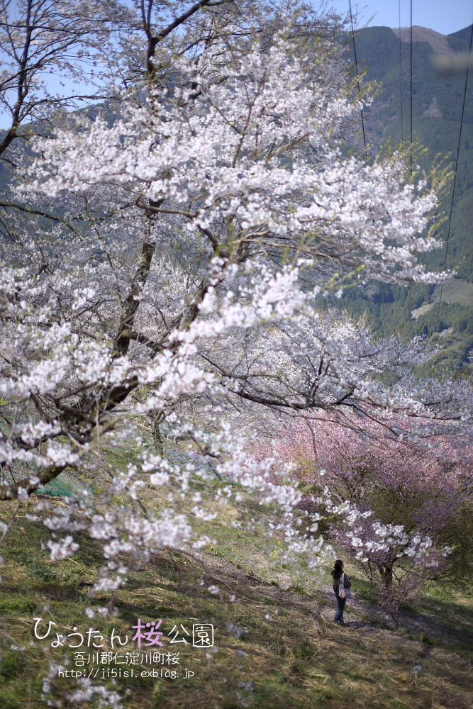 ひょうたん桜公園 -番外編-_a0078341_0445291.jpg