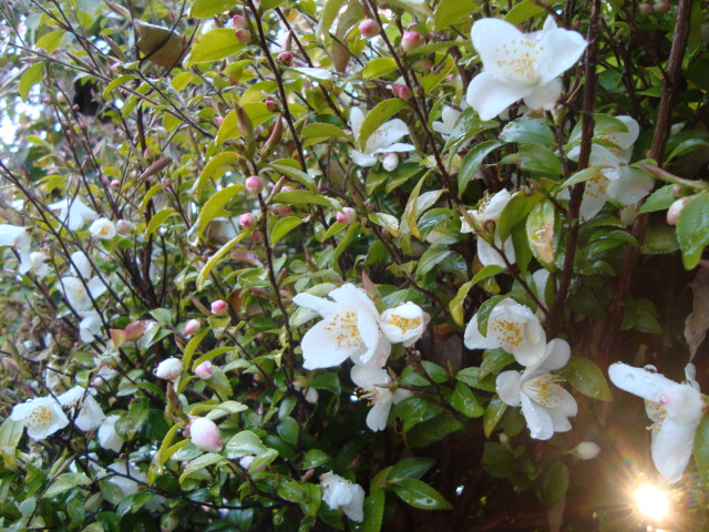 e0060041_2022285.jpg