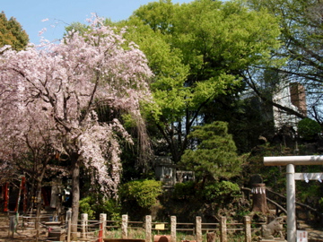 今朝の鳩の森神社_b0132442_16231013.jpg
