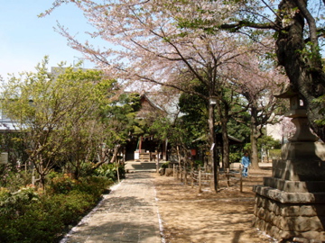 今朝の鳩の森神社_b0132442_1623127.jpg