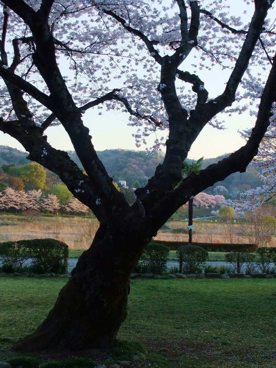 多摩川の桜　その２_e0206242_12521888.jpg