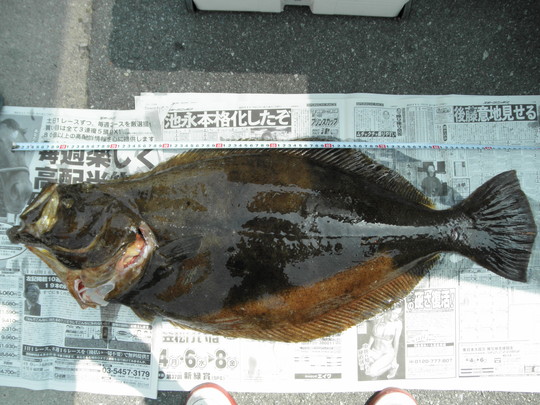 鳥羽沖ジギング_e0212944_13352133.jpg