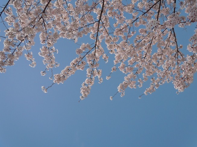  桜_e0031550_21312812.jpg