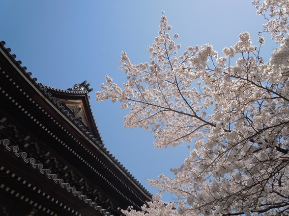  桜_e0031550_2293187.jpg