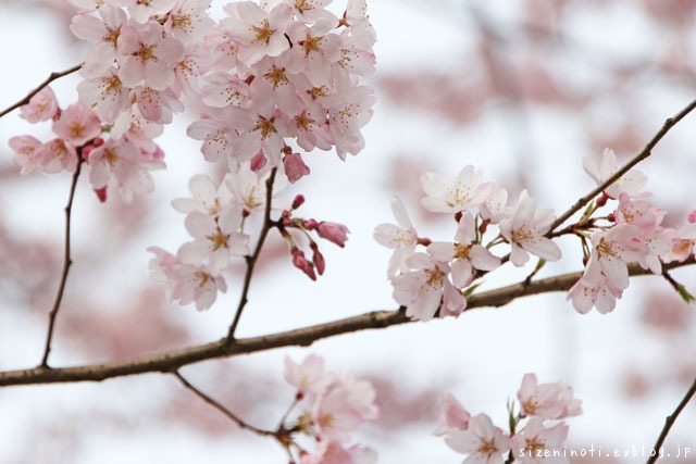 いわみまつばらの桜_f0147858_972879.jpg