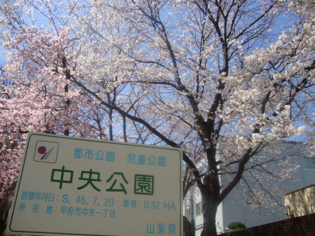 サクラサク_b0151362_1292591.jpg