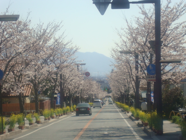 サクラサク_b0151362_130263.jpg