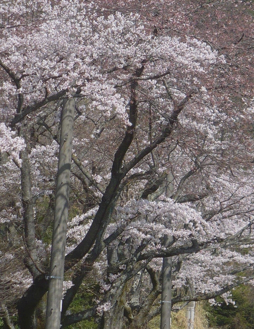 2011年4月15日（金）　さくらの下で_a0063364_21575991.jpg