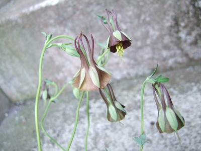 西洋オダマキ チョコレートソルジャー 志乃 S スローライフ通信