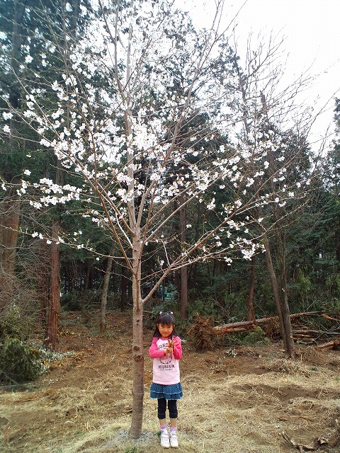 今年のなっちゃん桜_a0108165_11262378.jpg