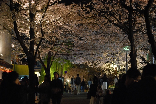 京都たび（夜桜編）_f0189867_150499.jpg