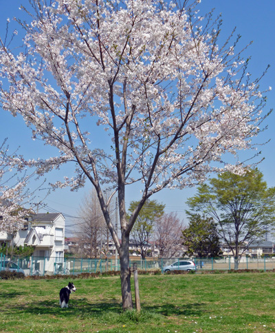 東京は桜満開・・・昔を振り返る。_d0214671_20325225.jpg