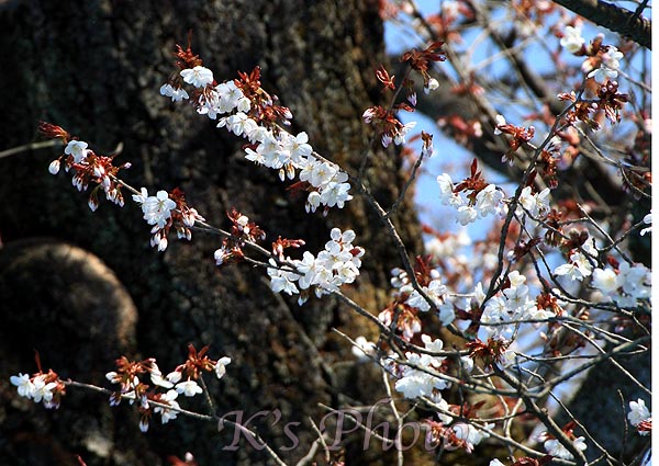 五日市光厳寺の山桜_d0054076_1029365.jpg