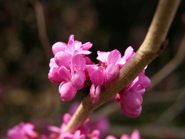 花蘇芳 ハナズオウ の花が咲きました 自然風の自然風だより